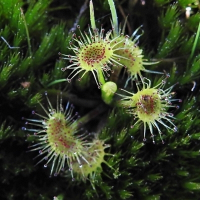 Drosera sp. (A Sundew) at Tuggeranong DC, ACT - 11 Sep 2021 by JohnBundock