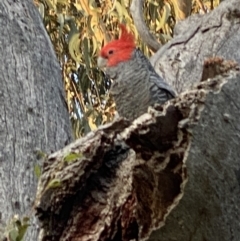 Callocephalon fimbriatum (Gang-gang Cockatoo) at Hughes, ACT - 10 Sep 2021 by KL