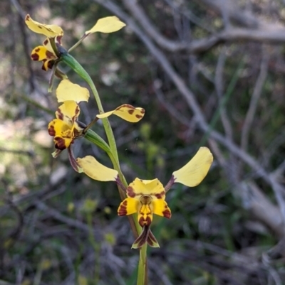 Diuris pardina (Leopard Doubletail) at Albury - 11 Sep 2021 by Darcy