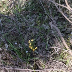 Diuris pardina at West Albury, NSW - suppressed