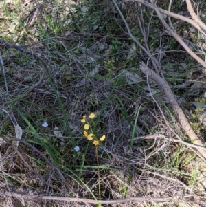 Diuris pardina at West Albury, NSW - suppressed