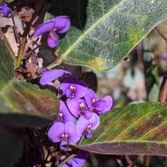 Hardenbergia violacea (False Sarsaparilla) at West Albury, NSW - 11 Sep 2021 by Darcy