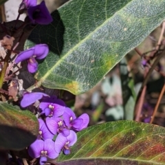 Hardenbergia violacea at West Albury, NSW - 11 Sep 2021