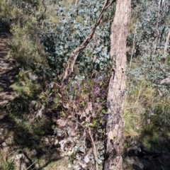 Hardenbergia violacea at West Albury, NSW - 11 Sep 2021