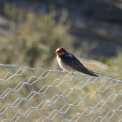 Hirundo neoxena (Welcome Swallow) at Rugosa - 8 Sep 2021 by SenexRugosus