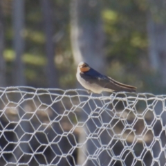 Hirundo neoxena at Yass River, NSW - 8 Sep 2021 02:37 PM