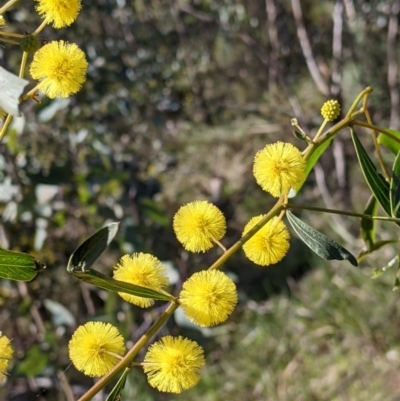 Acacia verniciflua (Varnish Wattle) at West Albury, NSW - 11 Sep 2021 by Darcy