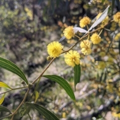 Acacia verniciflua at West Albury, NSW - 11 Sep 2021 02:56 PM