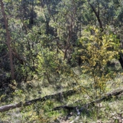 Acacia verniciflua at West Albury, NSW - 11 Sep 2021