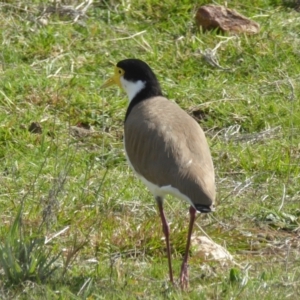 Vanellus miles at Yass River, NSW - 3 Sep 2021
