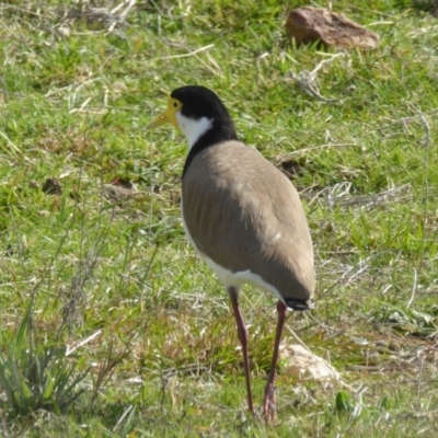 Vanellus miles (Masked Lapwing) at Rugosa - 3 Sep 2021 by SenexRugosus