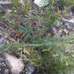 Grevillea alpina (Mountain Grevillea / Cat's Claws Grevillea) at Black Mountain - 10 Sep 2021 by Ned_Johnston