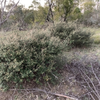 Pomaderris angustifolia (Pomaderris) at Bruce Ridge to Gossan Hill - 11 Sep 2021 by JVR