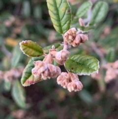 Pomaderris angustifolia at Bruce, ACT - 11 Sep 2021