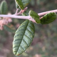 Pomaderris angustifolia at Bruce, ACT - 11 Sep 2021