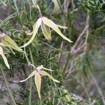 Clematis leptophylla (Small-leaf Clematis, Old Man's Beard) at Bruce Ridge to Gossan Hill - 11 Sep 2021 by JVR