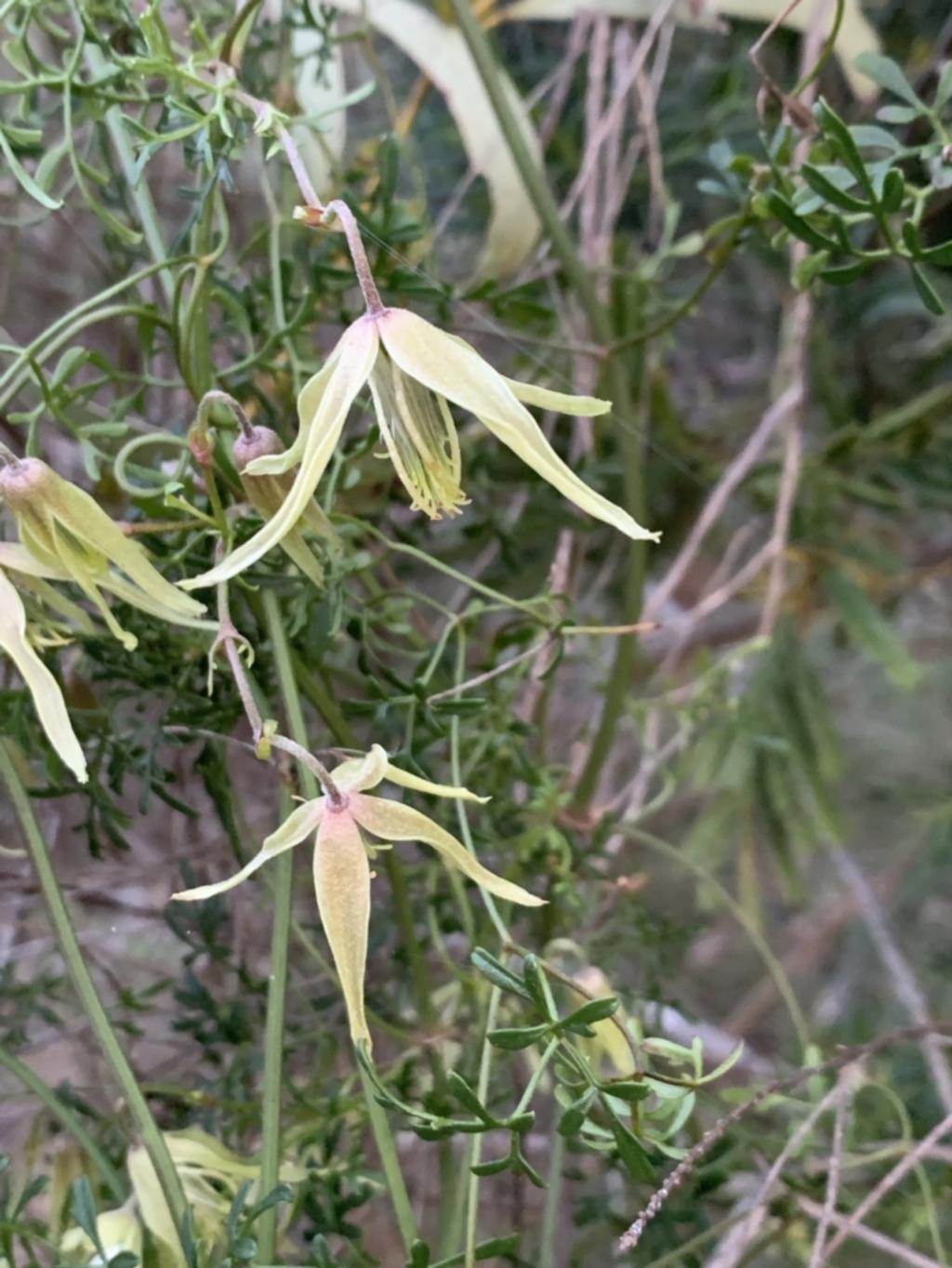 Clematis leptophylla at Bruce, ACT - 11 Sep 2021