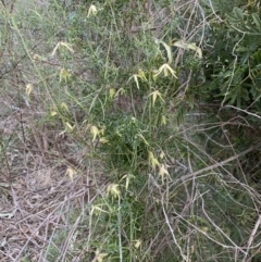 Clematis leptophylla at Bruce, ACT - 11 Sep 2021
