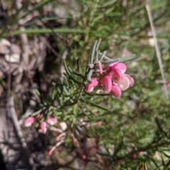 Grevillea lanigera (Woolly Grevillea) at Albury - 11 Sep 2021 by Darcy