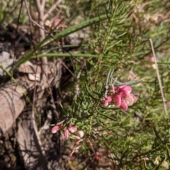 Grevillea lanigera at West Albury, NSW - 11 Sep 2021 02:57 PM