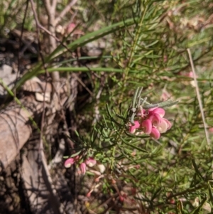 Grevillea lanigera at West Albury, NSW - 11 Sep 2021 02:57 PM