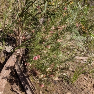 Grevillea lanigera at West Albury, NSW - 11 Sep 2021 02:57 PM