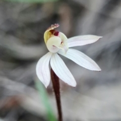 Caladenia fuscata at Denman Prospect, ACT - 11 Sep 2021