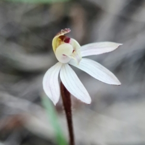 Caladenia fuscata at Denman Prospect, ACT - 11 Sep 2021