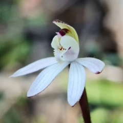 Caladenia fuscata at Denman Prospect, ACT - 11 Sep 2021