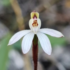 Caladenia fuscata at Denman Prospect, ACT - 11 Sep 2021