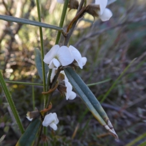 Hovea heterophylla at Yass River, NSW - 8 Sep 2021