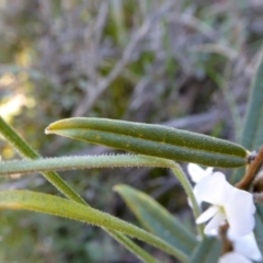 Hovea heterophylla at Yass River, NSW - 8 Sep 2021