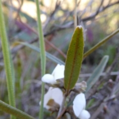 Hovea heterophylla at Yass River, NSW - 8 Sep 2021