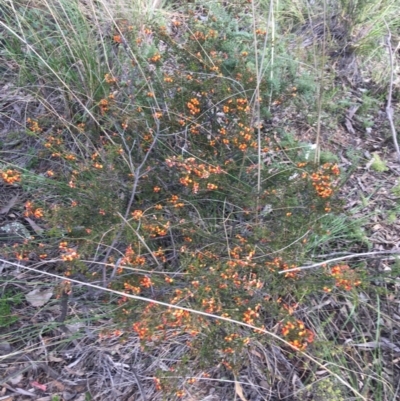 Dillwynia phylicoides (A Parrot-pea) at Downer, ACT - 10 Sep 2021 by NedJohnston