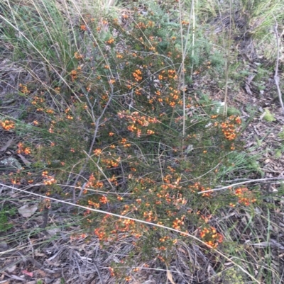 Dillwynia phylicoides (A Parrot-pea) at Black Mountain - 10 Sep 2021 by Ned_Johnston
