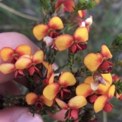 Dillwynia phylicoides at Downer, ACT - 10 Sep 2021