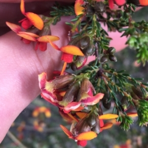 Dillwynia phylicoides at Downer, ACT - 10 Sep 2021