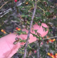 Dillwynia phylicoides at Downer, ACT - 10 Sep 2021