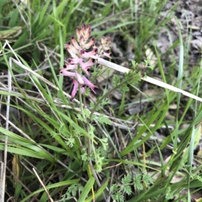 Fumaria bastardii (Bastard Fumitory) at Macquarie, ACT - 11 Sep 2021 by Dora