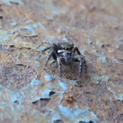 Maratus griseus (Jumping spider) at Yass River, NSW - 8 Sep 2021 by SenexRugosus