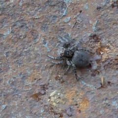 Maratus griseus at Yass River, NSW - 8 Sep 2021