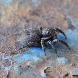 Maratus griseus at Yass River, NSW - 8 Sep 2021