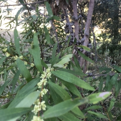 Hakea salicifolia (Willow-leaved Hakea) at Belconnen, ACT - 11 Sep 2021 by Dora