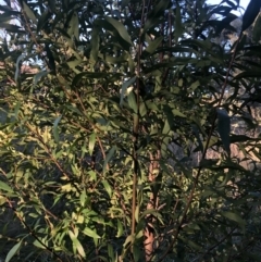 Hakea salicifolia at Belconnen, ACT - 11 Sep 2021