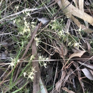 Clematis leptophylla at Belconnen, ACT - 11 Sep 2021