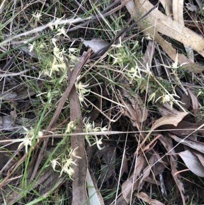 Clematis leptophylla (Small-leaf Clematis, Old Man's Beard) at Flea Bog Flat to Emu Creek Corridor - 11 Sep 2021 by Dora