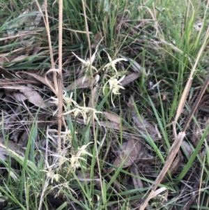 Clematis leptophylla at Belconnen, ACT - 11 Sep 2021