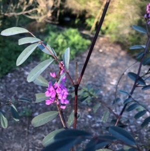 Indigofera australis subsp. australis at Macquarie, ACT - 11 Sep 2021