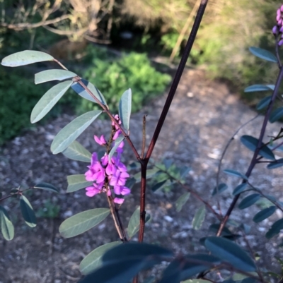 Indigofera australis subsp. australis (Australian Indigo) at Macquarie, ACT - 11 Sep 2021 by Dora
