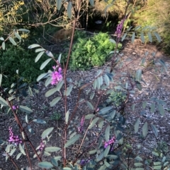 Indigofera australis subsp. australis at Macquarie, ACT - 11 Sep 2021 05:11 PM